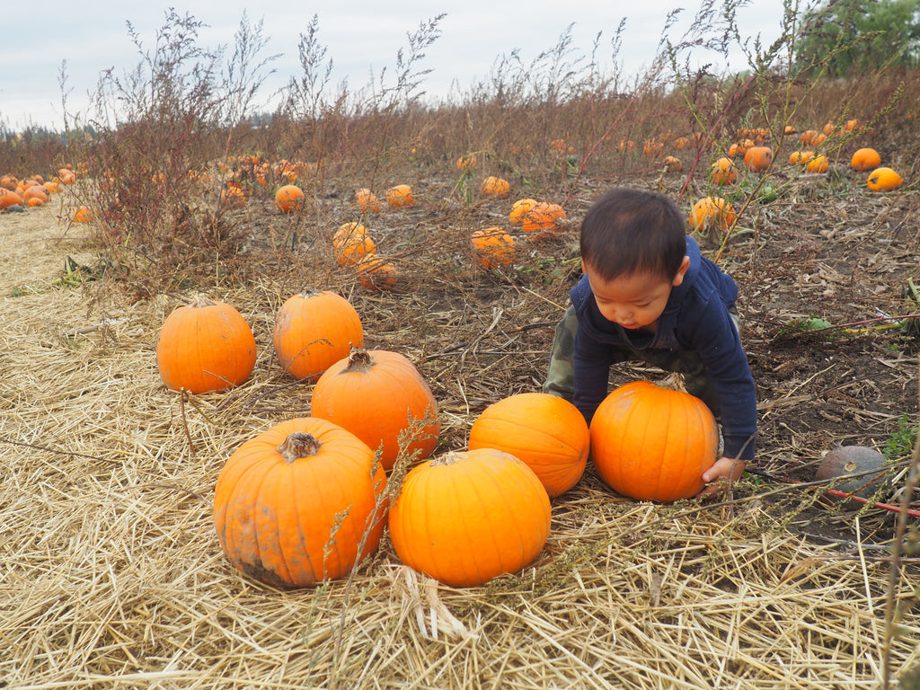 Family Adventures: Pumpkin Picking