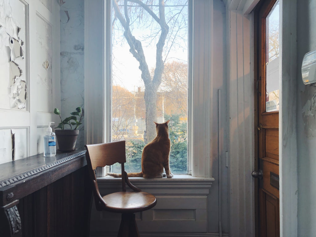 Studio Shop Cat Gets Ready for Action