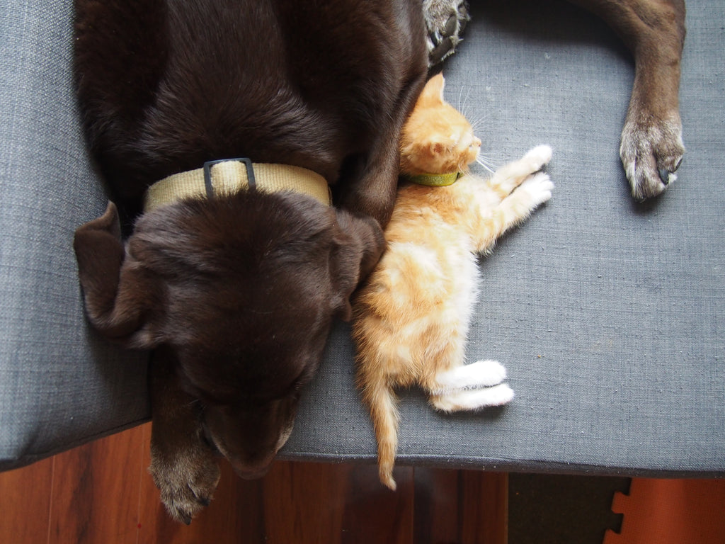 Things I've Learned About Cats + Dogs Since Chicken