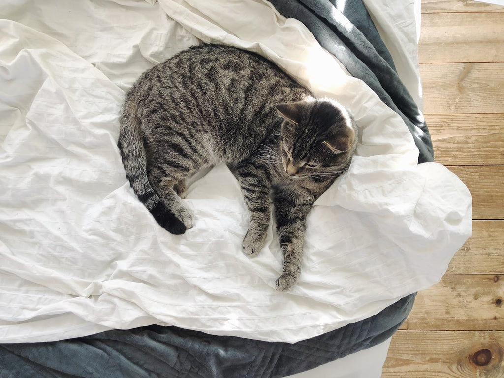 Chicken’s Corner of Caleb’s Bedroom