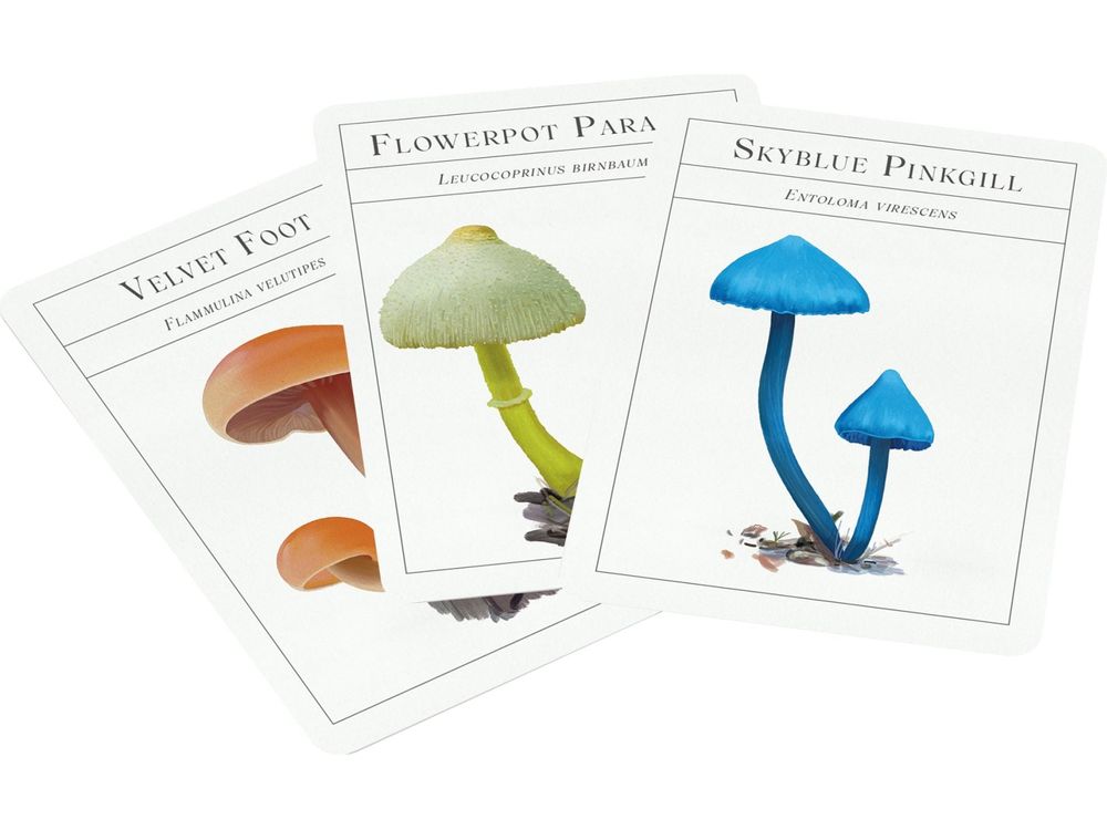 The Deck of Mushrooms by Dr. Sapphire McMullan-Fisher