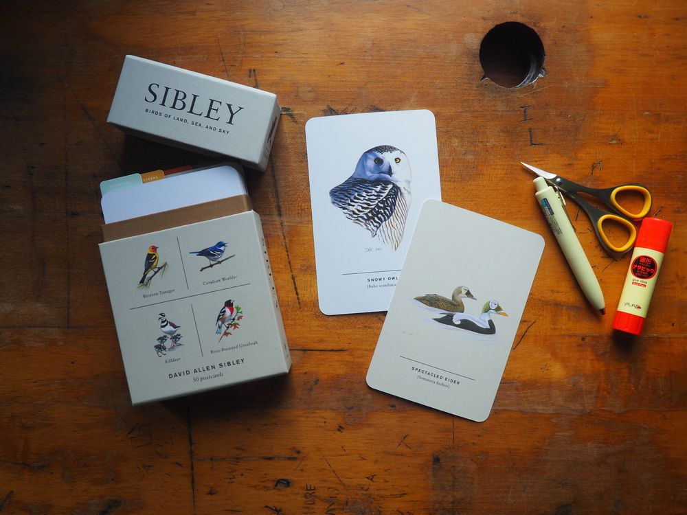 Sibley Birds of Land, Sea, and Sky: 50 Postcards