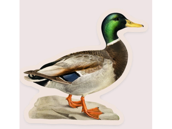 Stay Home Club Sticker - Measured Mallard